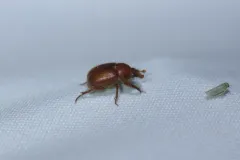 Xenochodaeus simplex thumbnail 4