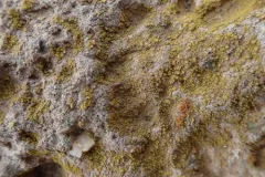 Flavoplaca flavocitrina thumbnail 4