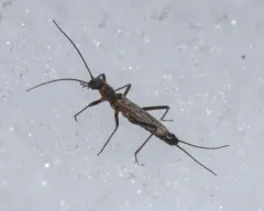 Eastern Snowfly thumbnail 2
