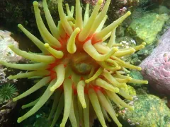 Cribrinopsis similis thumbnail 3
