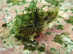 Newfoundland Spiny Lumpsucker thumbnail 2