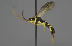 Cratichneumon vescus thumbnail 2