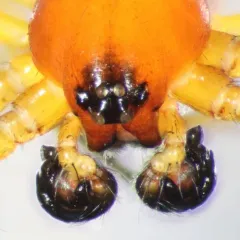 Singa keyserlingi thumbnail 2