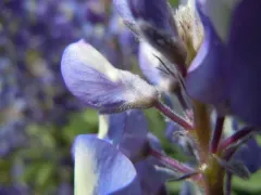 Hairy Bigleaf Lupine thumbnail 2