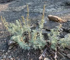 lemon sagewort thumbnail 3
