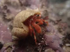 Northern Atlantic Hairy Hermit Crab thumbnail 2