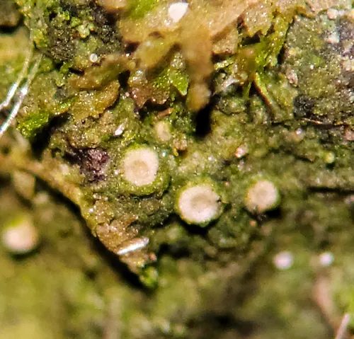 Pink Dimple Lichen