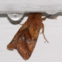 Purple-lined Sallow thumbnail 2