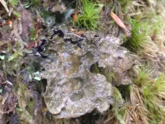 Smoker's Lung Lichen thumbnail 3