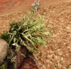 Slit-rimmed ramalina thumbnail 3