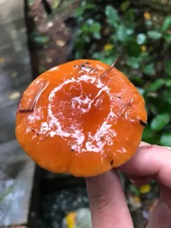 Lactarius substriatus thumbnail 4