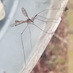 Tipula dorsimacula thumbnail 2