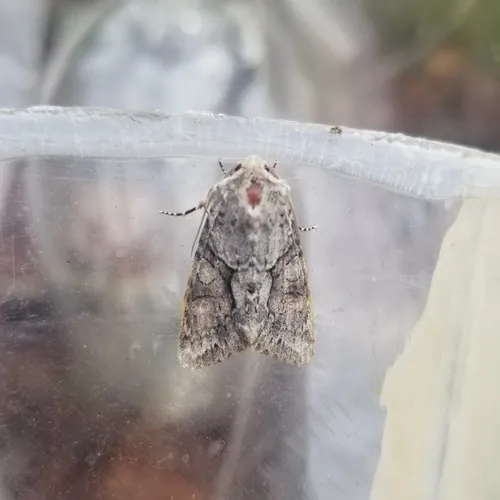 Distinct Quaker