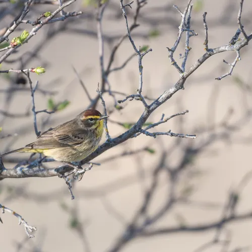 Palm Warbler