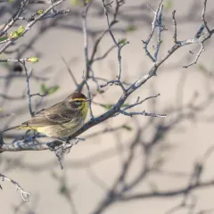 Palm Warbler thumbnail 1