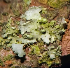 Powdery-margined Cryptic Shade Lichen thumbnail 2
