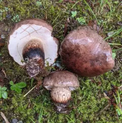 brown-net bolete thumbnail 4