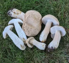 Boletus variipes thumbnail 3