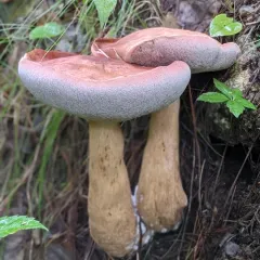 reddish brown bitter bolete thumbnail 4