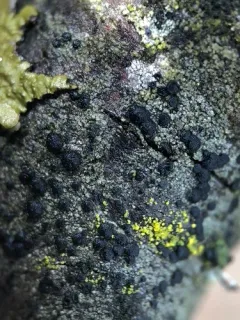 Tiny Button Lichen thumbnail 2