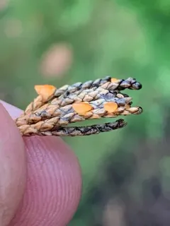 juniper disco thumbnail 3