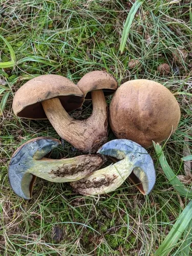 Boletus vermiculosoides