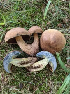 Boletus vermiculosoides thumbnail 1