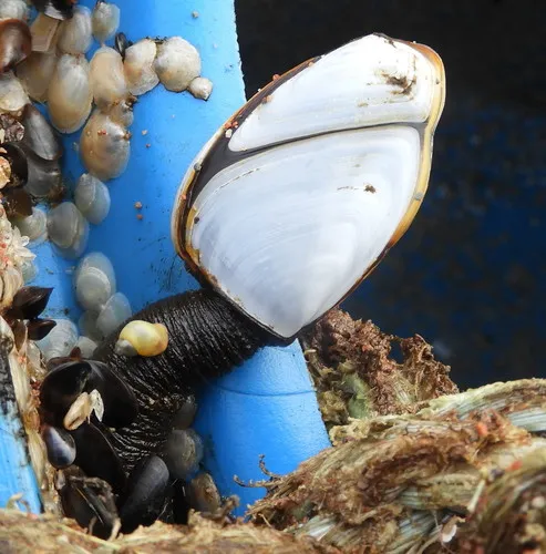 Pelagic Gooseneck Barnacle