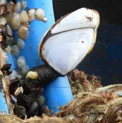 Pelagic Gooseneck Barnacle thumbnail 1