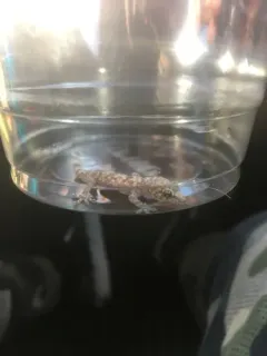 Mediterranean House Gecko thumbnail 4