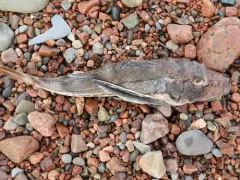 Striped Searobin thumbnail 2