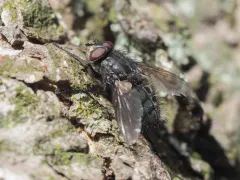 Pale-veined Emerald-bottle thumbnail 4