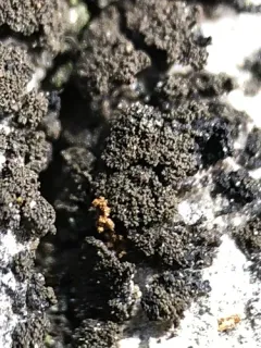 Lilliput Ink Lichen thumbnail 2