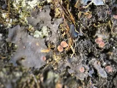 Scytinium dactylinum thumbnail 4