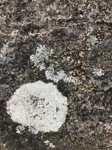 Powdery Rock-olive Lichen