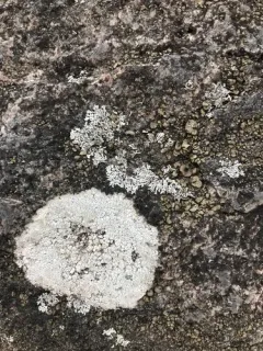Powdery Rock-olive Lichen thumbnail 1
