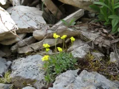 Yellowstone Whitlow-grass thumbnail 1