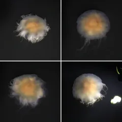 Atlantic Lion's Mane Jelly thumbnail 4
