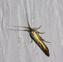 Large Clover Casebearer Moth thumbnail 4