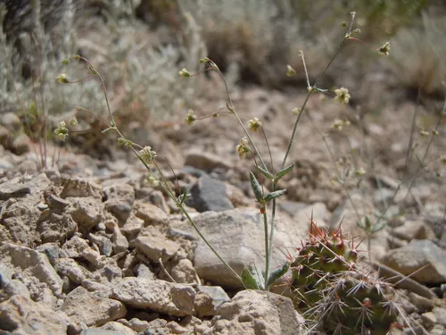 spotted wild buckwheat
