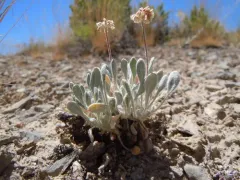 Imperfect Buckwheat thumbnail 1