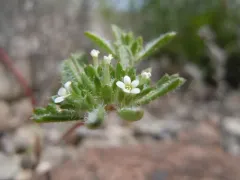 forked gilia thumbnail 1