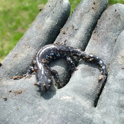 Blue-spotted Salamander