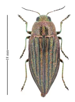 Wrinkled-neck Buprestid Beetle thumbnail 2