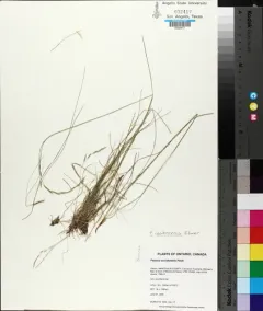western fescue thumbnail 2