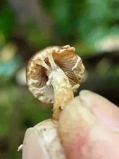 Psathyrella septentrionalis thumbnail 4