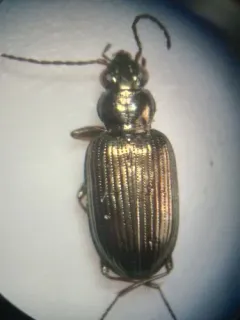 Bembidion chalceum thumbnail 3