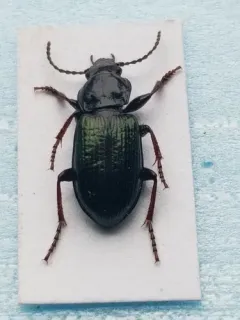 Stereocerus haematopus thumbnail 4