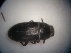 Blapstinus pratensis thumbnail 1