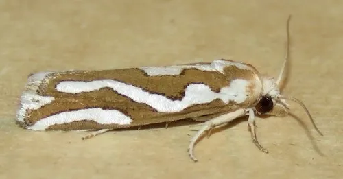 Pelochrista agassizii